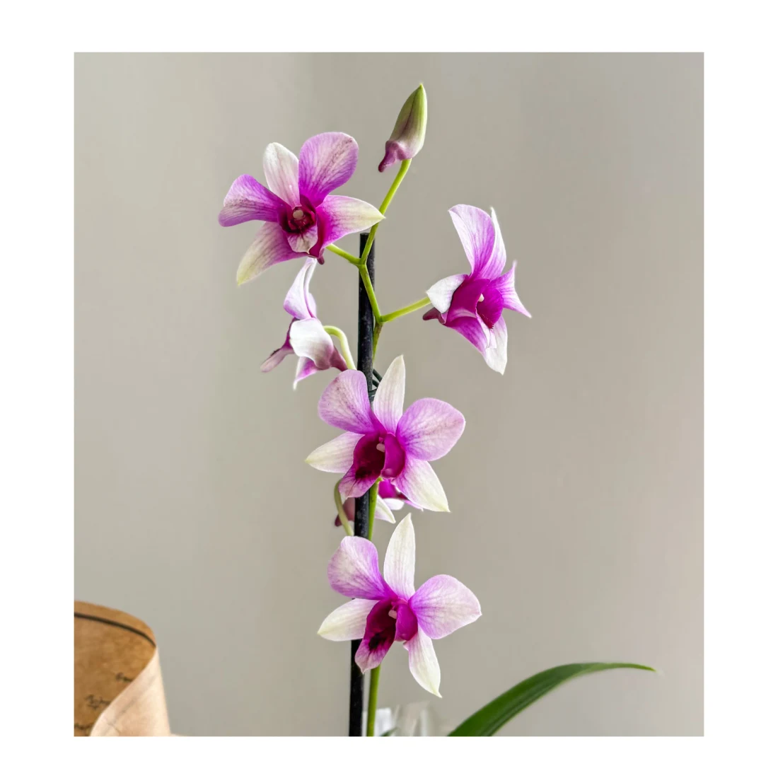Orquídea P