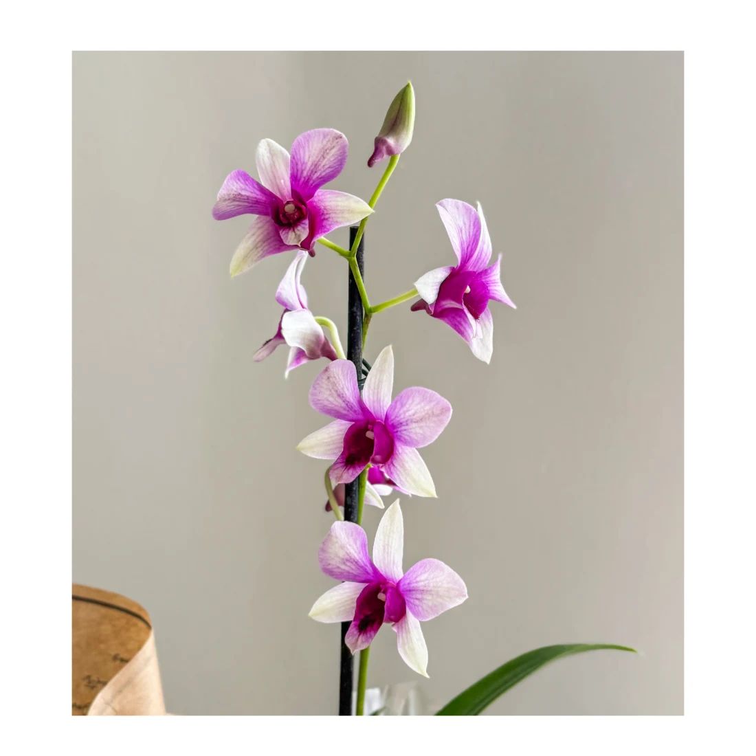 Orquídea P