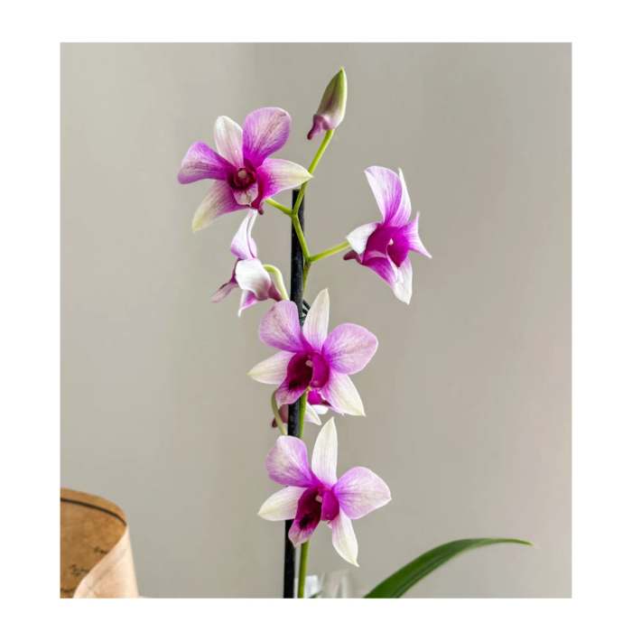 Orquídea P